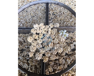 現(xiàn)貨發(fā) 核桃仁去皮機 華邦機械專利核桃仁脫皮設(shè)備